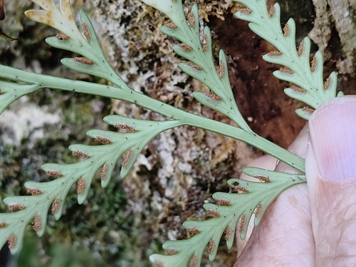 Asplenium marinum, 2026-10-25