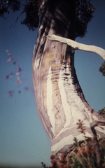 Eucalyptus pauciflora niphophila