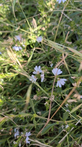 Scaevola albida observed 2026-10-26