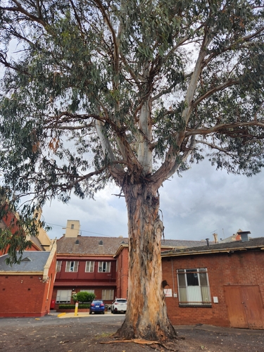 Eucalyptus globulus observed 2026-10-26
