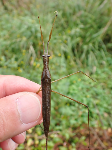 ミズカマキリ