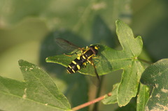 Xanthogramma