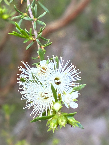 Kunzea observed 2026-10-26