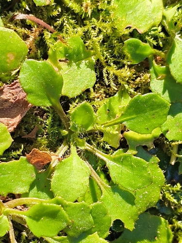 Lagenophora pumila observed 2026-10-25