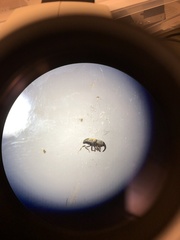 Glyptobaris lecontei