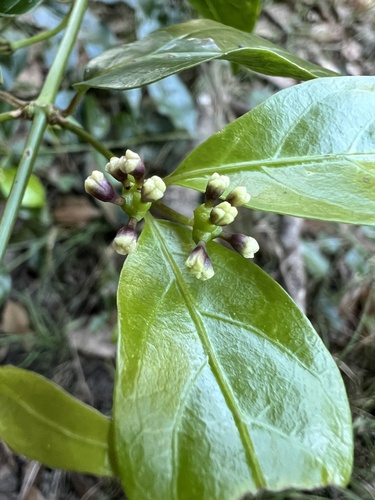 Morinda observed 2026-10-26