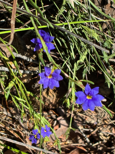 Dampiera stricta observed 2026-10-26