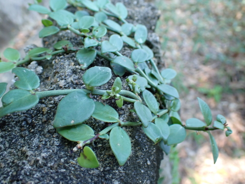 Psychotria serpens observed 2026-10-26