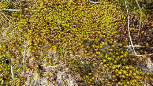 Sand-hill Screw-moss