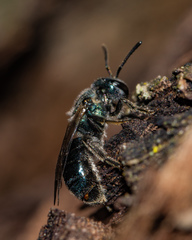 Lasioglossum coeruleum