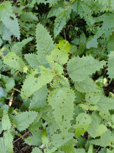 Urtica ferox observed 2026-10-25