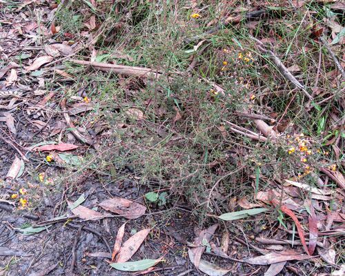 Pultenaea gunnii observed 2026-10-26