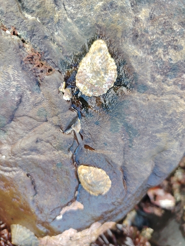 Patella cochlear, 2026-10-26