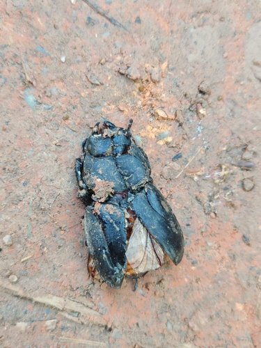Dorcus, 2026-10-26
