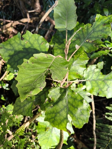 Brachyglottis repanda, 2026-10-25
