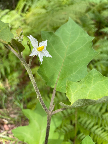Solanum torvum observed 2026-10-26