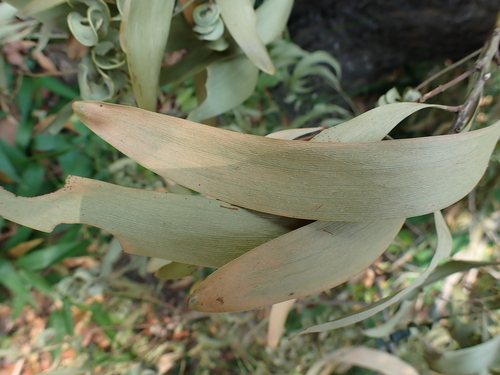 Acacia auriculiformis observed 2026-10-26