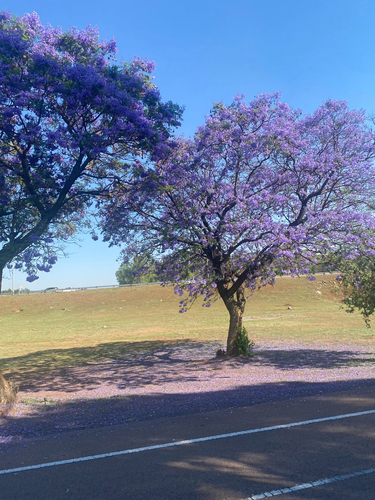 Jacaranda mimosifolia observed 2026-10-26