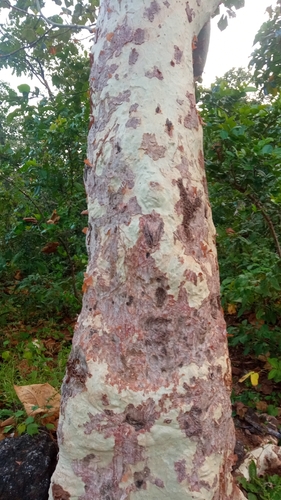 Sterculia observed 2026-10-25