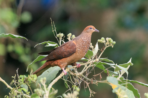 Phasianella observed 2026-10-26