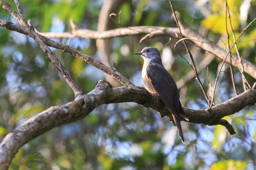 Cacomantis variolosus observed 2026-10-26