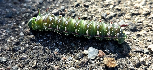Hubbard's Silk Moth
