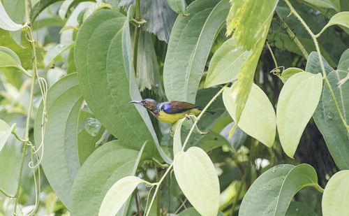 Anthreptes malacensis observed 2026-10-26