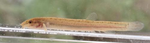 Misgurnus anguillicaudatus observed 2026-10-25