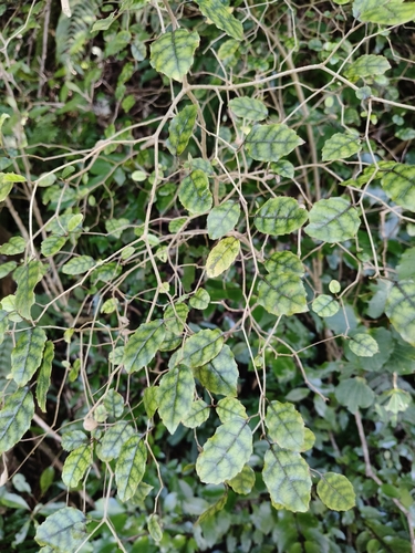 Carpodetus serratus observed 2026-10-25