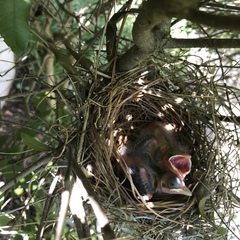 Cardinalis cardinalis