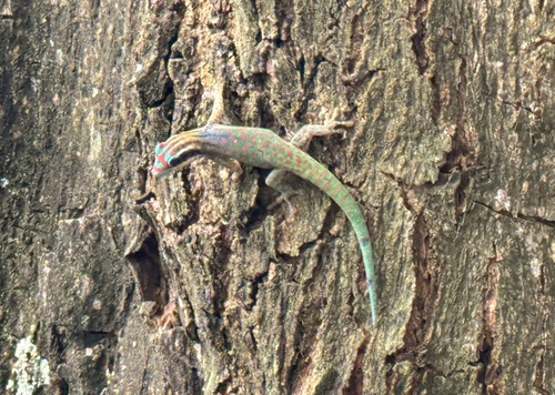 Gecko observed 2026-10-26
