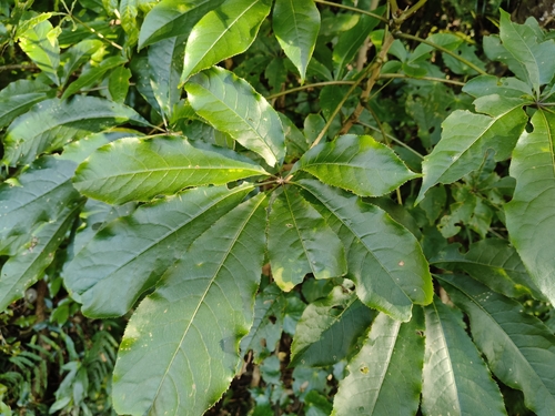 Schefflera digitata observed 2026-10-25