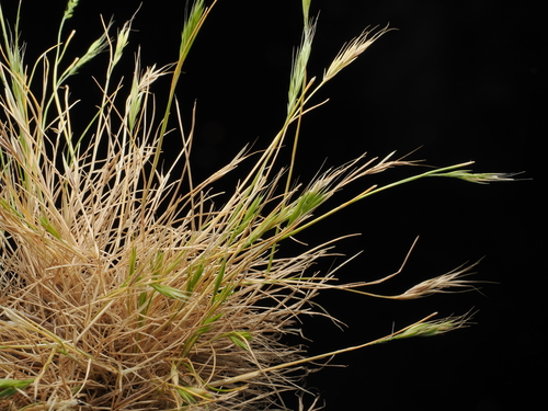 Festuca myuros observed 2026-10-26
