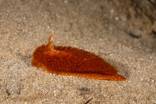 Madrella ferruginosa observed 2026-10-21