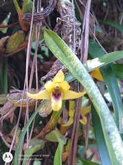 Maxillaria variabilis