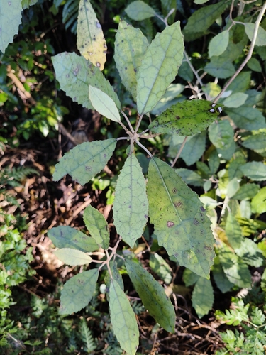 Olearia rani observed 2026-10-25