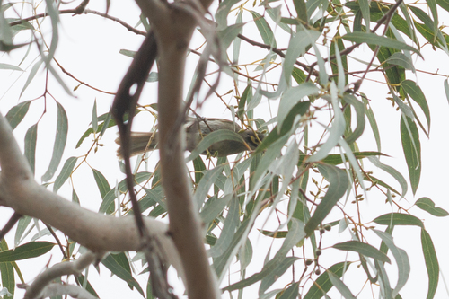 Caligavis chrysops, 2026-10-26