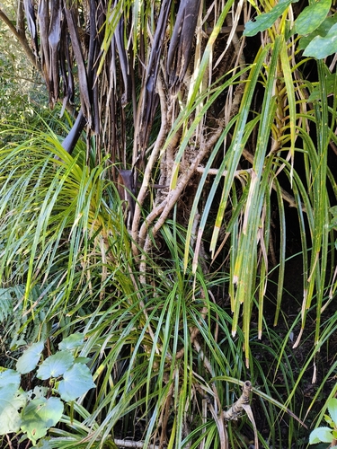 Freycinetia banksii observed 2026-10-25