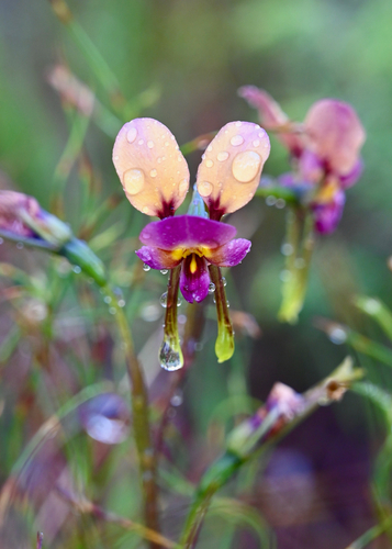 Diuris longifolia, 2026-10-25