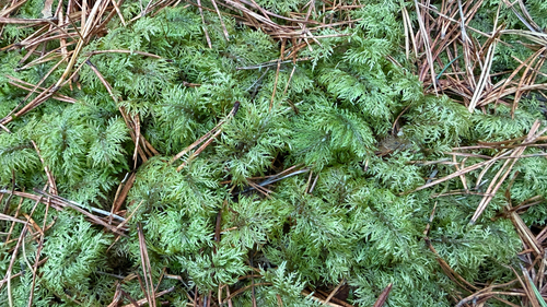 Hylocomium splendens observed 2026-10-25