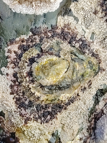 Patella cochlear, 2026-10-26