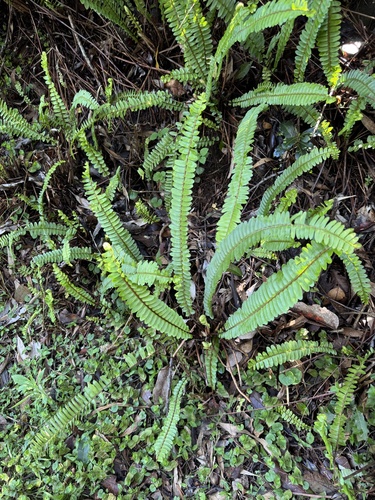 Nephrolepis observed 2026-10-26