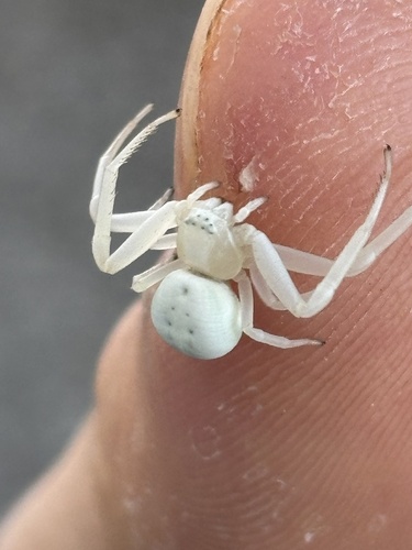 Veränderliche Krabbenspinne