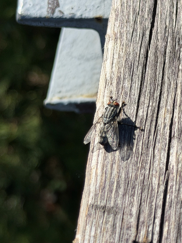 Common Flesh Flies