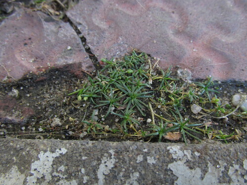 Sagina procumbens observed 2026-10-25