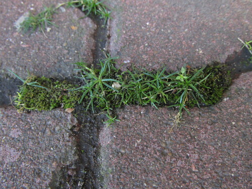 Sagina procumbens observed 2026-10-25