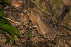 Rhinella hoogmoedi