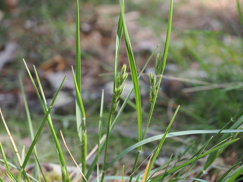 Danthonia decumbens observed 2026-10-26