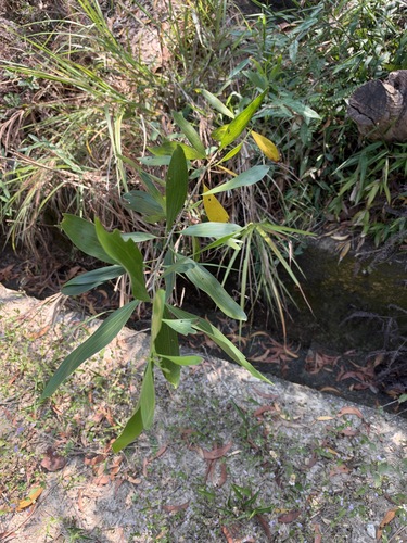 Acacia mangium observed 2026-10-26