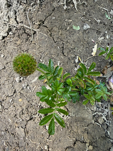 Acaena novae-zelandiae observed 2026-10-26